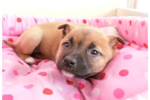 成約済の大阪府のミックス犬-2879の4枚目